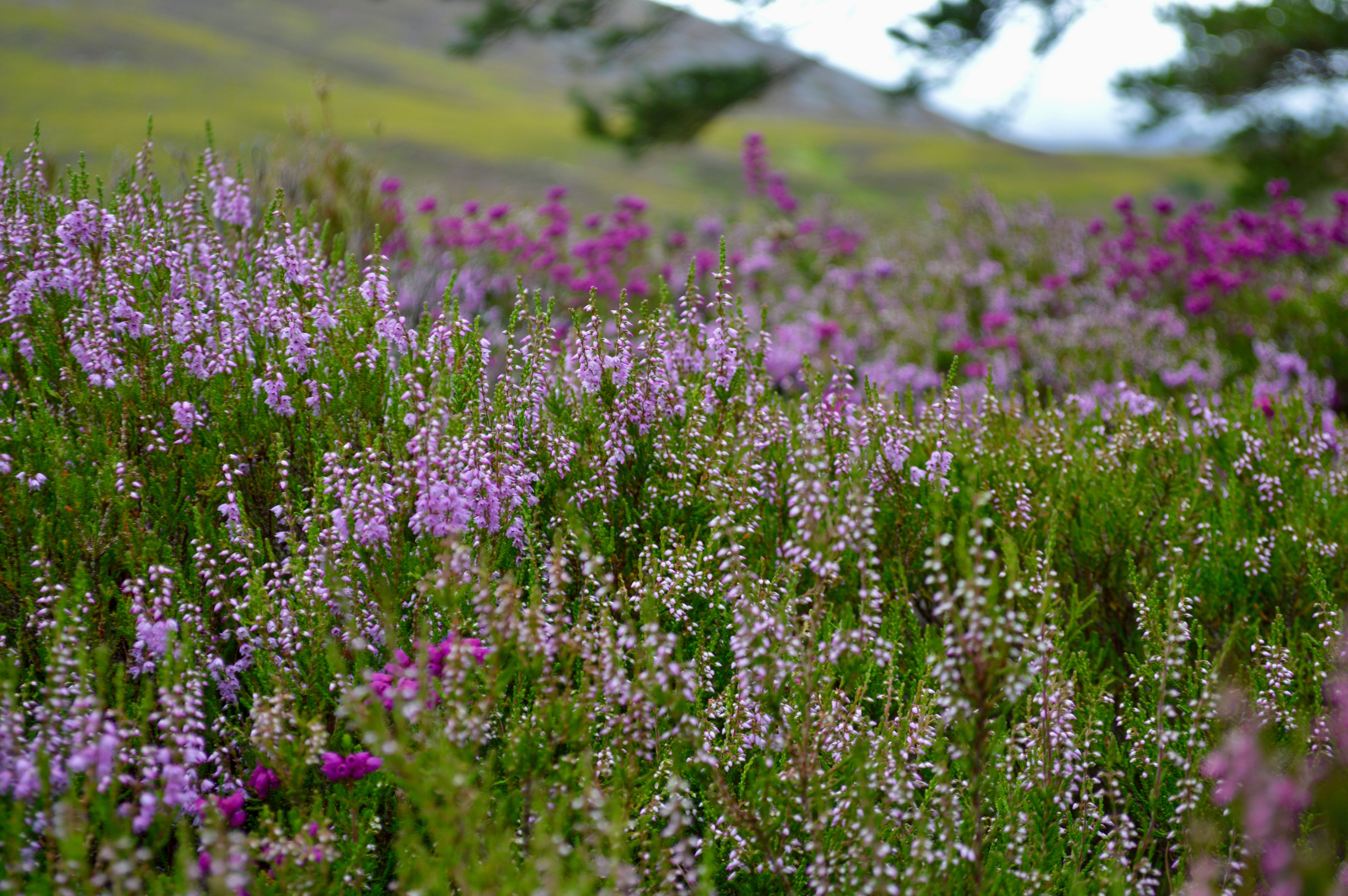 Scottish heather